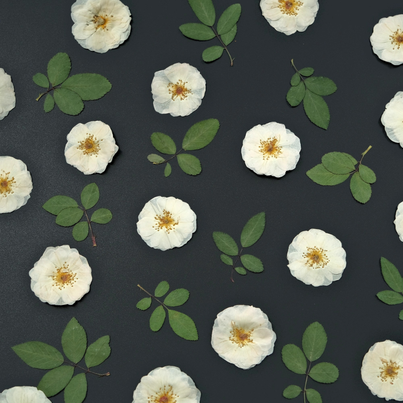6pcs,9pcs,Nature White Rose Pr - Wax Seal Stamp Kit reseña y precio